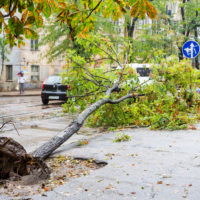 tree-falls-near-car-due-to-rainstorm